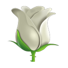 White Rose Emoji